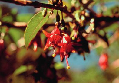 is not only unique to New Zealand, but is the largest member of the fuchsia family in the world and one of New Zealand s few deciduous native trees.