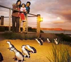 Includes complimentary drink and souvenir program. VIP Tour Penguin viewing with your own ranger in the Skybox an elevated room and the office of the Chief Penguin Counter.