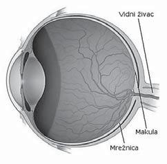 probušili rupu. Tako je uređaj za dobivanje slike šarenice vidio živu zjenicu. [12] Mrežnica (slika 8) je tkivo živčanih stanica koje se nalazi u stražnjem dijelu oka.