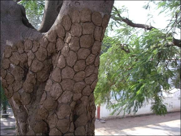 Dung drying on tree in Mysore, Karnataka, India. 1 Introduction People around the world use wood and biomass as their primary fuel source.