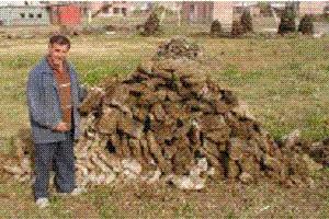 In fact, dung can be as good or better than wood as cooking fuel.