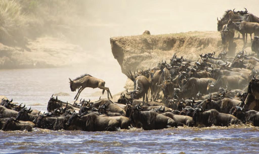 DAY 7 BASECAMP MAASAI MARA MAASAI MARA GAME RESERVE Basecamp Explorer During the right time of year, you will be able to witness what makes the Mara famous: the annual migration.