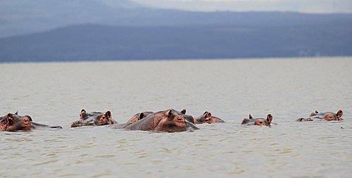 the fresh water Lake Naivasha, which draws a good number of wildlife to its shores,
