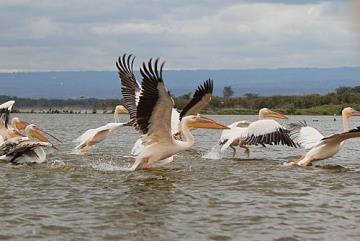 See the beauty of Lake Naivasha and relax as you go on a BOAT RIDE.