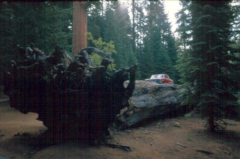 7. Sequoia National Park Auto-Log Due to