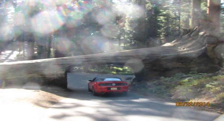 8. Sequoia Tunnel Log The one-way direction of
