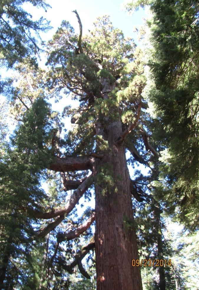 2400 years old: the oldest tree in the grove.