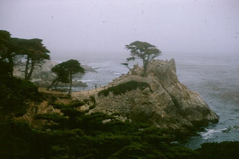 12. The Lone Cypress at Pebble Beach Considered to be about 250