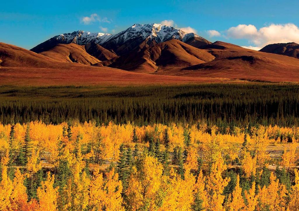 Our Triple Denali holidays optimise your chance to see Mt Denali without cloud cover and the widest range of