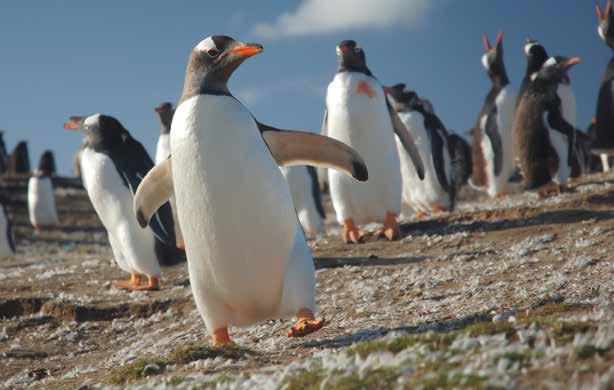 BOB AND KAREN C, JAN 2015 ITINERARY ANTARCTIC CIRCLE AND FALKLANDS THIS EXCITING NEW EXPEDITION ALLOWS US TO REACH OUR OBJECTIVE OF THE ANTARCTIC CIRCLE IN JUST 10 NIGHTS.