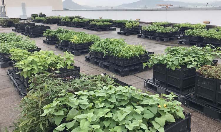Cathay City rooftop farm Cathay Pacific s first-ever rooftop farm was launched in April 2016 with the aim of transforming a city building s rooftop into a vibrant green space.