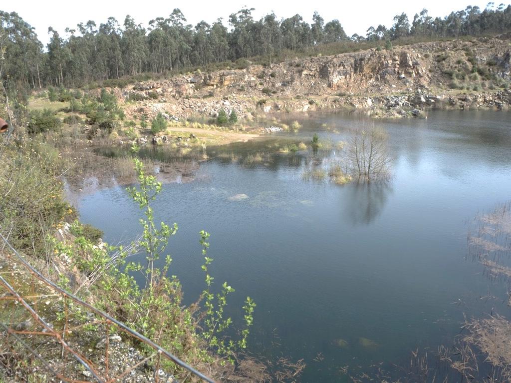 Imaxe 3. Vista xeral da zona húmida na canteira con vexetación acuática espontánea.
