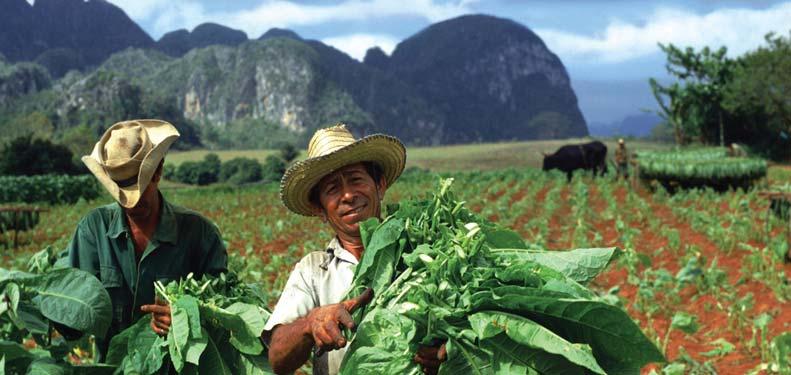The agricultural province of Pinar del Río is home to the fertile Viñales Valley, a UNESCO World Heritage site, where farmers notably grow much of the world s premium cigar tobacco.