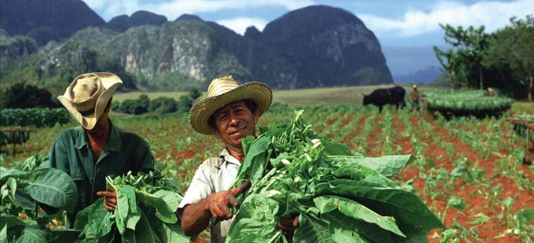 The agricultural province of Pinar del Río is home to the fertile Viñales Valley, a UNESCO World Heritage site, where farmers notably grow much of the world s premium cigar tobacco.