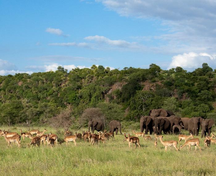 SINGITA IS COMMITTED TO SAVING AFRICA S WILDERNESS We ve been preserving African wilderness for the past two decades.