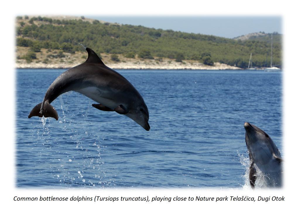 ADRIATIC DOLPHIN PROJECT The Adriatic Dolphin Project (ADP) is a scientific research project conducted by the Blue World Institute of Marine Research and Conservation.