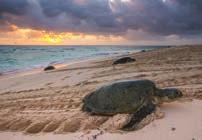tropical waters, while scientists work to save the world s biggest turtle rookery.