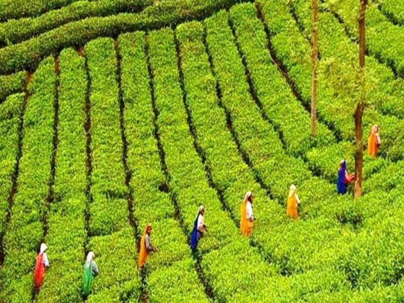 The hill station of Munnar are synonymous with rolling hills that are carpeted with verdant plantations of tea a delicious beverage loved worldwide.