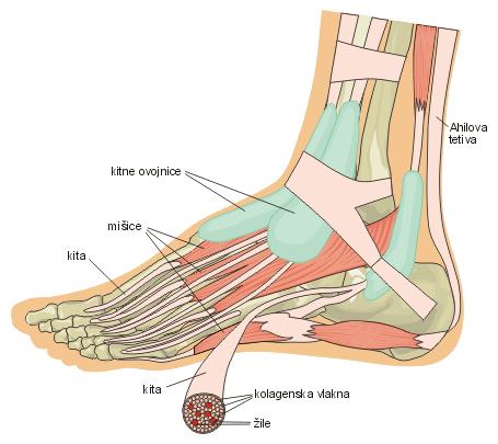 Slika 1: Zgradba stopala in gležnja Za Leonardo da Vincija je bilo človeško stopalo s svojim neverjetnim sistemom za vzmetenje, ki ga sestavlja četrtina vseh kosti v človeškem telesu,»inženirska