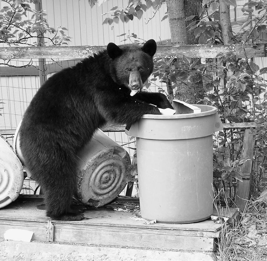 Bears have the ability to open paddle doors and pry open windows with their claws. Keep windows and doors locked.