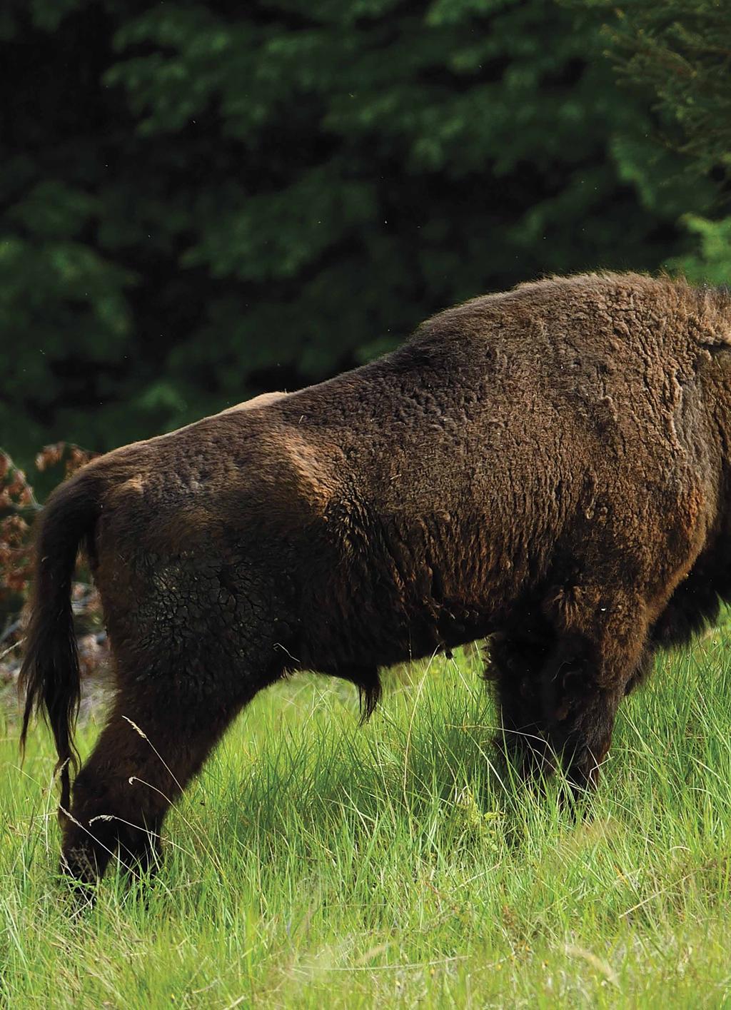Born to be a legend Two hundred years after its extinction from the region, the European bison is once again roaming the Carpathian wilderness.