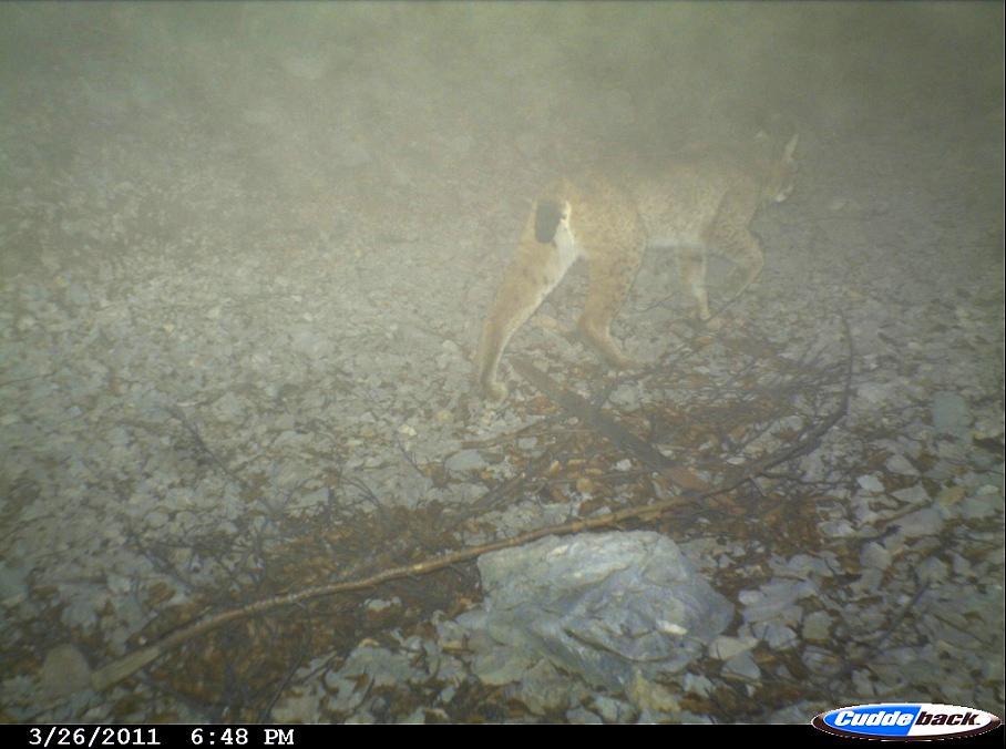The first photo of the Balkan lynx in Albania, Puka-Mirdita region 486 photos of wildlife with 13 species Martes sp.