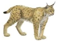 of wildlife (13 species) Lynx lynx balcanicus 4, Vulpes vulpes 306, Capreolus capreolus 5, Felis silvestris 27, Canis lupus 9,