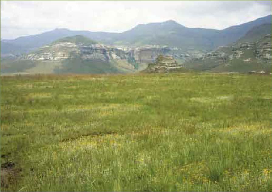 Introduction South African Grassland Biome Second largest biome after savanna