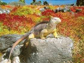 PRSRT STD U.S. Postage PAID Gohagan & Company Walk in Darwin s footsteps and observe species endemic to these islands, like the Galápagos land iguana.