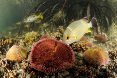 Glorieuses) healthy reef systems Each island an IBA Diverse flora on each