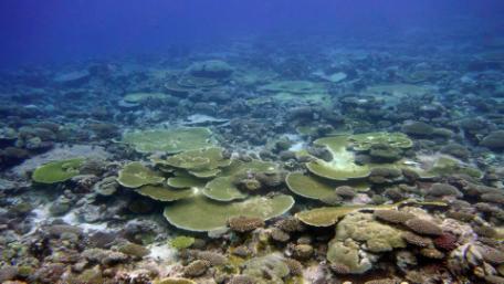 reefs in region with good resilience Fish biomass up to 7 times higher