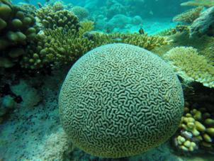 region s low threat, healthy corals Up to 7x higher reef fish