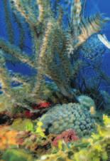 S e p ik R iv er Manam Island Madang PAPUA NEW GUINEA Crown Island Lababia Island Island of Tuam Tufi Kimbe Bay Rabaul Coral Sea Fergusson Island lionfish A UST R A LIA Itinerary Wednesday to Friday,