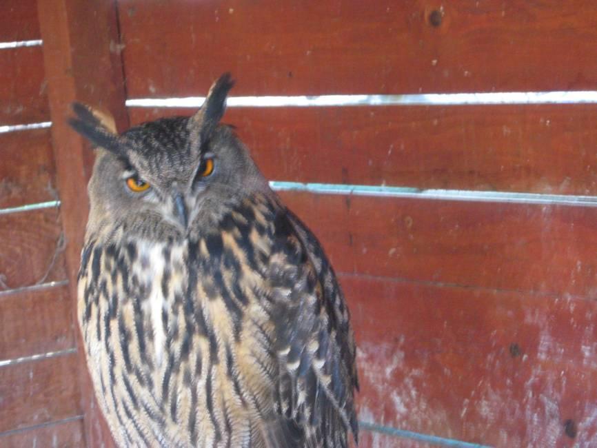 - NGO Falcon center - Protecting birds of prey through