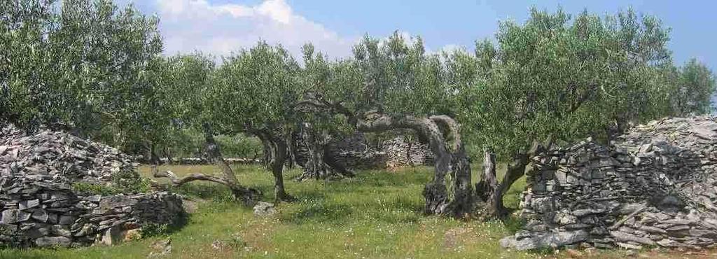 Green vision for rural Dalmatia economic 8-10.