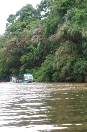 Its work culminated in the establishment of Tortuguero National Park in 1970. Today, Tortuguero provides a haven not just for nesting green turtles, but also hawksbill and leatherback turtles. NB.