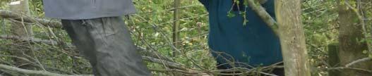 hedgelaying at