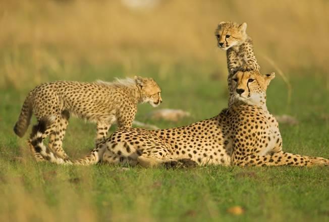 Departs September, October and November Focus Africa s big and small cats, plus other wildlife Grading A traditional African