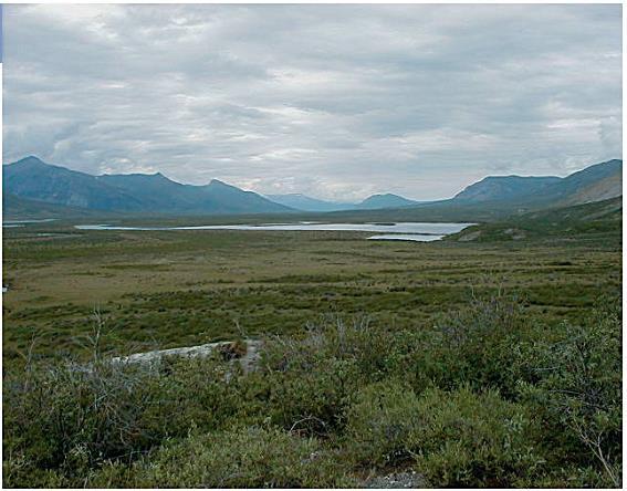 Tundra Zaleđena ravnica pod nazivom tundra okružuje vrh sjeverne hemisfere.