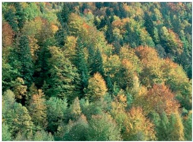 Šume umjerenog pojasa Uključuju vazdazelene šume četinjača i
