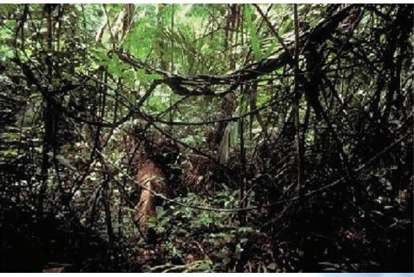 Šume tropskog pojasa Tropska kišna šuma: ograničena na ekvatorijalno područje, a obilježava je topla i vlažna klima tijekom cijele godine.