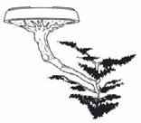 Zbog svega navedenog, bonsaiji se dijele na sljedeće uzgojne oblike : Strogo uspravni oblik Chokkan Stablo je uspravno i ravno. Grane su raspoređene jednakomjerno na sve strane stabla.