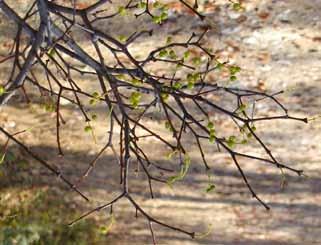 Daedaleopsis confragosa (Bolt. ex Fr.) J. Schroet. Raste pretežno na stojećim odumrlim deblima ili granama, na mrtvim granama i živim stablima.