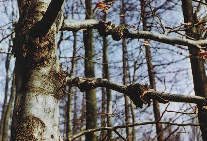2. 3 Bolesti kore debla i grana Oboljenje debla i grana bukve često je povezano s pojavom raka i rakastih tvorevina što uzrokuju određene vrste gljiva.