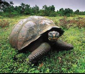 Sailors valued the tortoises as a source of fresh meat because the giant tortoises could live on ships for months without food or water.