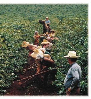 Colombian Coffee Many historians believe that coffee was discovered in Ethiopia, Africa. Eventually Spanish missionaries brought the first coffee plants to Colombia.