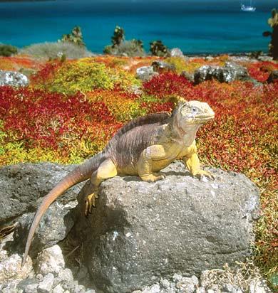 PRSRT STD U.S. Postage PAID Gohagan & Company Observe the distinct creatures indigenous to the Galápagos Islands, like this land iguana, the same way Charles Darwin did more than 150 years ago.