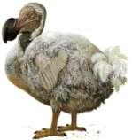 The Dutch who ruled the island at the time found the Dodo an easy prey for food. By 1662, the Dodo had become extinct. Hence the Dodo is an important reminder of man s impact.