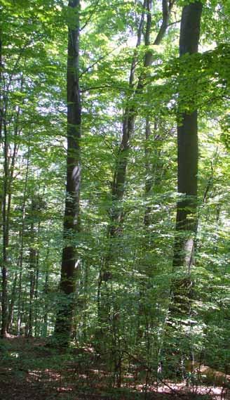 Bukový prales Národnej prírodnej rezervácie Havešová zapísaný v roku 2007 ako súčasť cezhraničného bilaterálneho svetového prírodného dedičstva Karpatské pralesy (Národný park Poloniny, 2013).