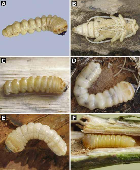 Doychev D., P. Topalov, G. Zaemdzhikova, V. Sakalian & G. Georgiev Fig. 3. A. Cerambyx cerdo cerdo, larva; B. C. cerdo cerdo, pupa; C. Xylotrechus rusticus, larva; D. Acanthocinus aedilis, larva; E.